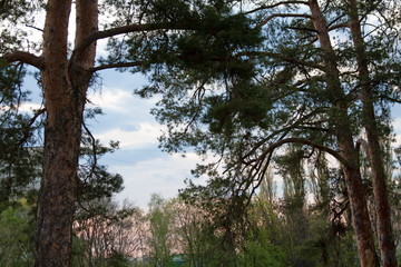 trees in the forest