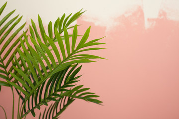 Palm leaves on wall background