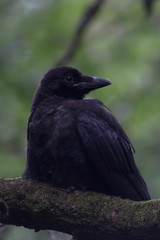 Dark crow resting on a branch