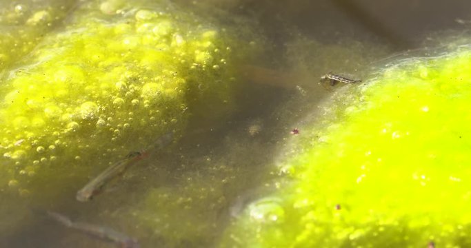two sets of minnows swim through gauntlet of algae