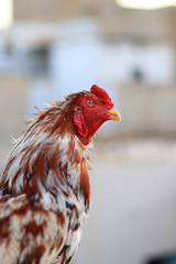 A close-up of a rooster's head and neck