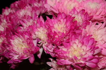 Bouquet of pink and white flowers for the season