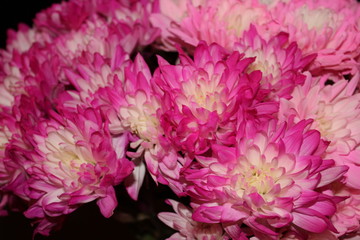 Bouquet of pink and white flowers for the season