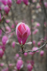 Fototapeta premium Magnolia tree blossom in springtime. Beautiful spring background. Magnolia flowers closeup on a branch. Beautiful blooming tree of pink magnolia, closeup of flourishing branch, symbol of spring. Flora