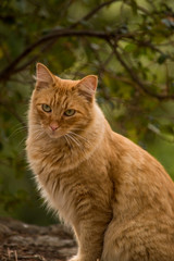 Ginger cat