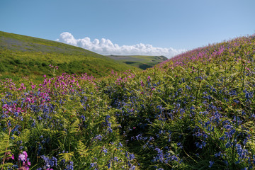 Skomer Island, Pembrokeshire, West Wales. Country landscape scene with natural wild flowers bluebells and red campion or sea thrift in the foreground. Sunny late spring day with blue dky.