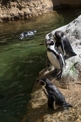 Magellanic penguin colony  on the rock