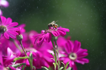 Purple flowers in the garden