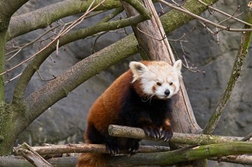 climbing red panda 
