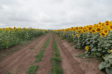 Country road in a field of sunflowers, cloudy day.