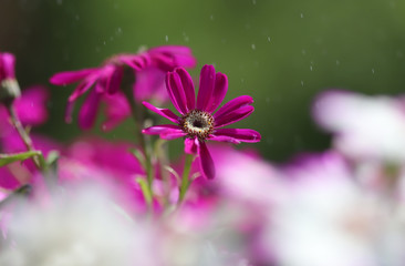 Fototapeta na wymiar Purple flowers in the garden