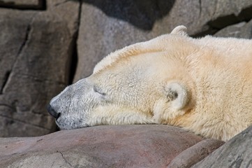 polar bear sleeping