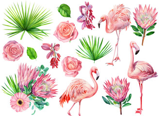 Summer set of flowers roses, protea,  tropical leaves, barberry, flamingo bird, isolated background, watercolor drawings © Hanna