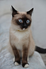 Small Siamese cat with blue eyes sits and looks somewhere.