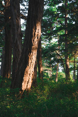 Golden hour in a forest