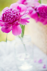 Beautiful pink peonies in a glass vase