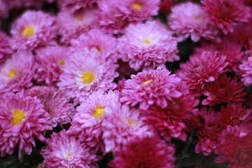pink chrysanthemum flowers