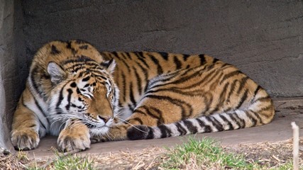 Sleeping tiger