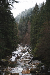 Obraz premium River in a forest in winter 