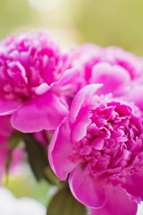 Beautiful pink peonies at sunset light