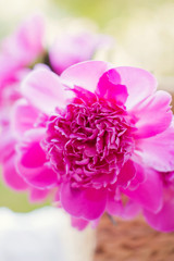 Beautiful pink peonies at sunset light