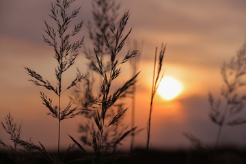 Silhouettes of beautiful decorative grass on a sunset background