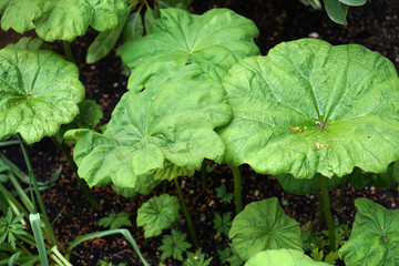 mint leaves in the garden