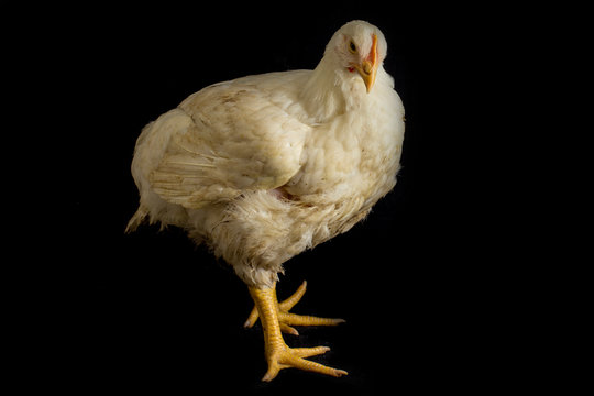 Chicken Broiler Poultry Chicken Coop Meat isolated on black background