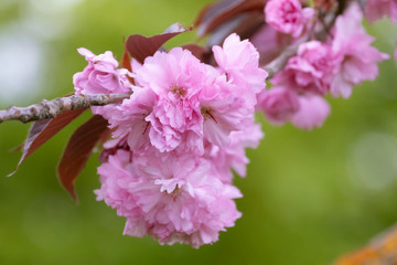 Beautiful close up of double cherry blossoms (prunus serrulata 'Kanzan')