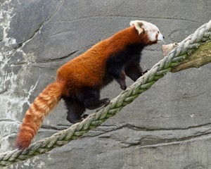 Red panda on rope