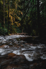 Creek in the forest