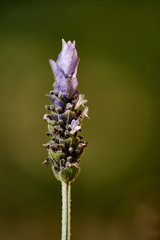 Lavender flower