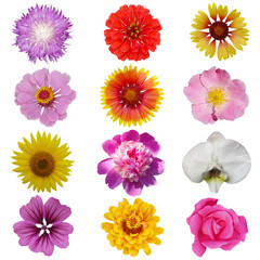 Macro photo of flowers set: rose, 
sunflower, orchid, peony, zinnia, cirsium, bristly rose, common mallow  on a white isolated background.