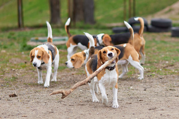 beagle dog running with a big stick on the background of many dogs - obrazy, fototapety, plakaty