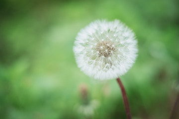 A beautiful Dandelion flower