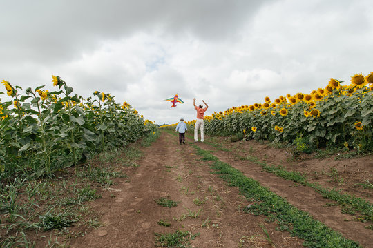 Grandfather flies a kite with his grandson in a field of sunflowers, cloudy day.
