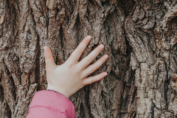 Closeup of child hand touching old tree. World Earth Day holiday. Natural wooden texture background. Save the planet nature environment concept. Connection with mother nature. - 343918015
