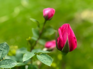 Red rose bud opening. Rose flower before full blossom