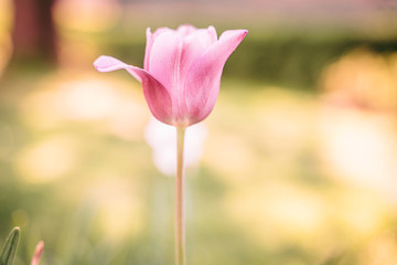A beautiful pink tulip flower
