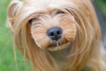 Naklejka na ściany i meble Dog Yorkshire Terrier Close-up
