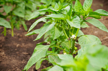 Growing pepper on agricultural field. The stem of the plant with flowers and fruits of sweet pepper. Paprika.