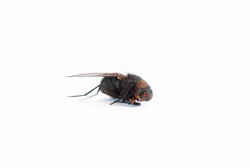 Home-fly isolated on white