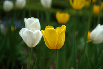 yellow and white tulips in park