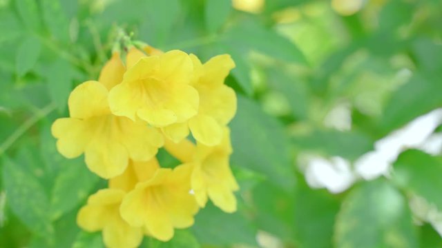 Yellow Elder Flower,Yellow elder, Trumpetbush, Trumpetflower, Yellow trumpet-flower, Yellow trumpetbush, tecoma stans Tropical areas of southern Thailand.