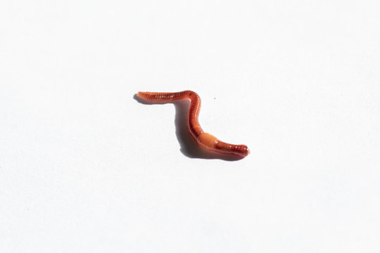 Macro photo of the red worm Dendrobena, bait using an earthworm for fishing isolated on a white background.
