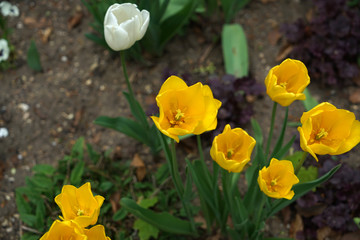 White and yellow tulips in the park in spring