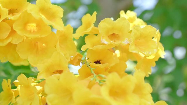 Yellow Elder Flower,Yellow elder, Trumpetbush, Trumpetflower, Yellow trumpet-flower, Yellow trumpetbush, tecoma stans Tropical areas of southern Thailand.
