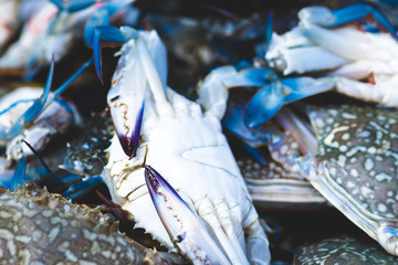 Background of colorful crabs with blue legs and claws in the Thailand fish market. Dark purple crab claws is in camera focus