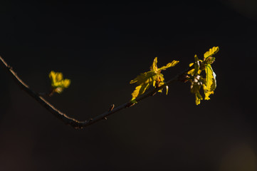 little leaves on currant bush in springtime
