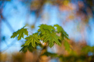 little maple leaves on tree in springtime
